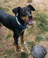 adoptable Dog in  named Pippin