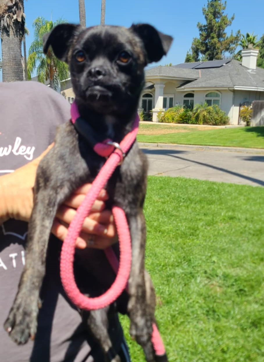 adoptable Dog in Seattle, WA named Chanel