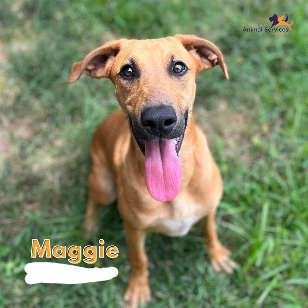 adoptable Dog in Seattle, WA named Maggie