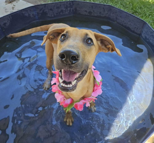 picture of the dog needing adoption
