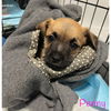 adoptable Dog in Seattle, WA named Penny Puppy