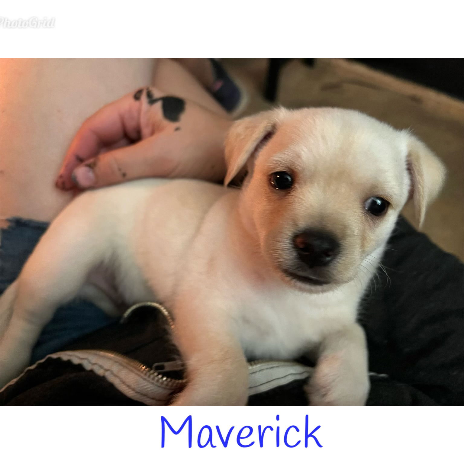 adoptable Dog in Seattle, WA named * Maverick - Adoption Pending