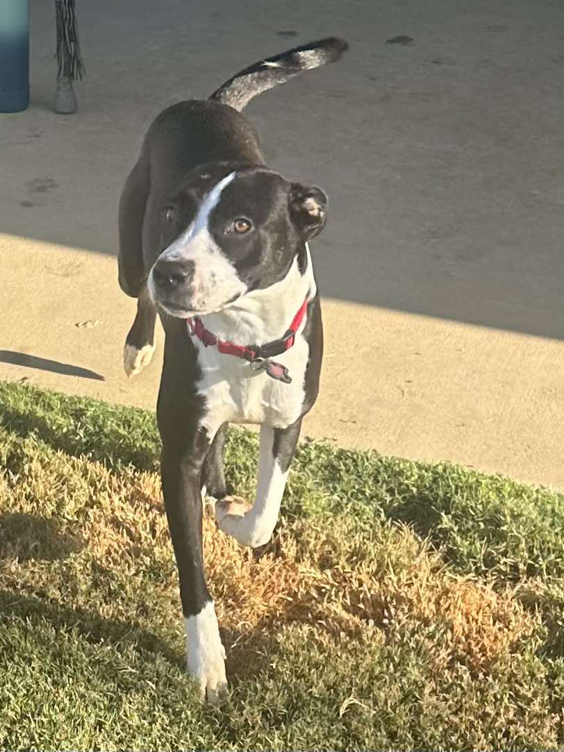 adoptable Dog in Seattle, WA named Hazel