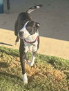 adoptable Dog in Seattle, WA named Hazel