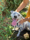 adoptable Dog in Seattle, WA named Lolo