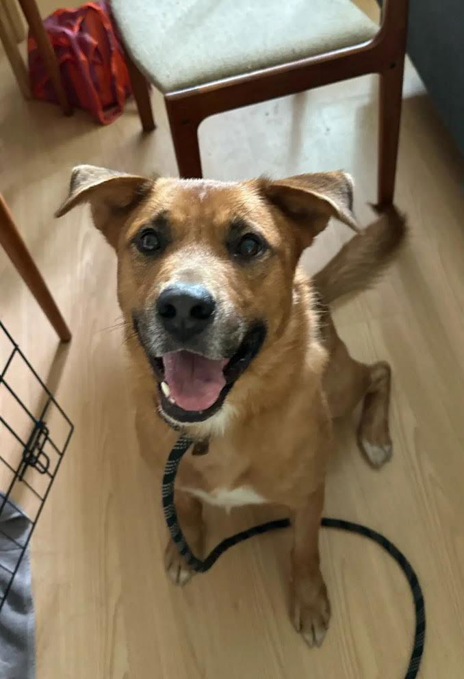 adoptable Dog in Seattle, WA named Popeye