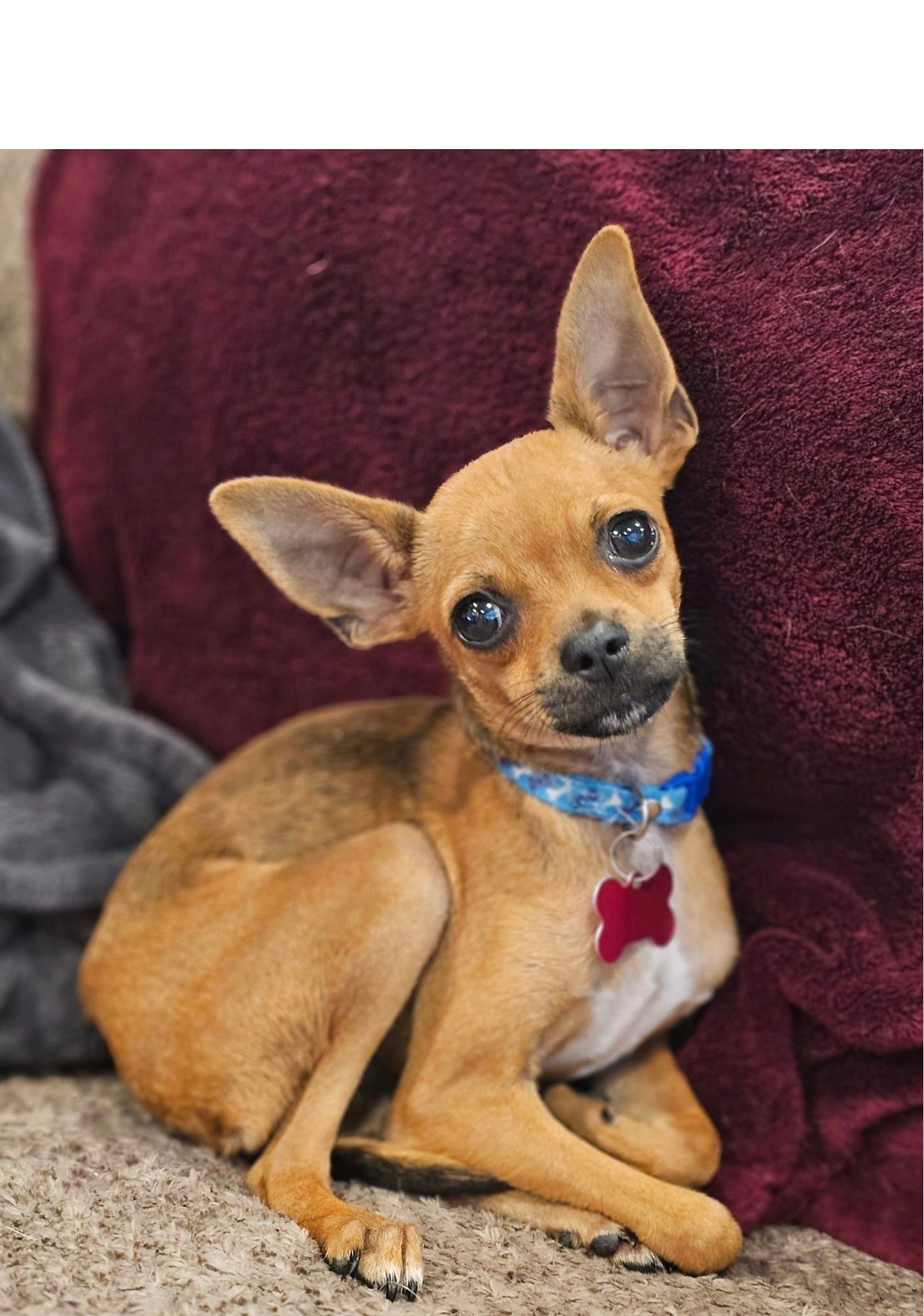 adoptable Dog in Seattle, WA named Jester