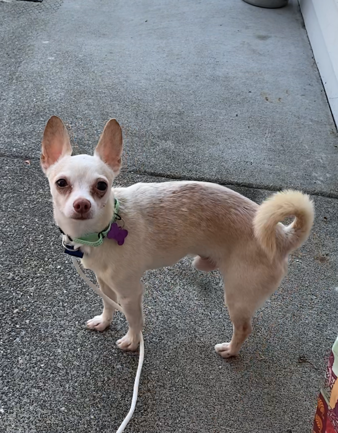 adoptable Dog in Seattle, WA named Casper