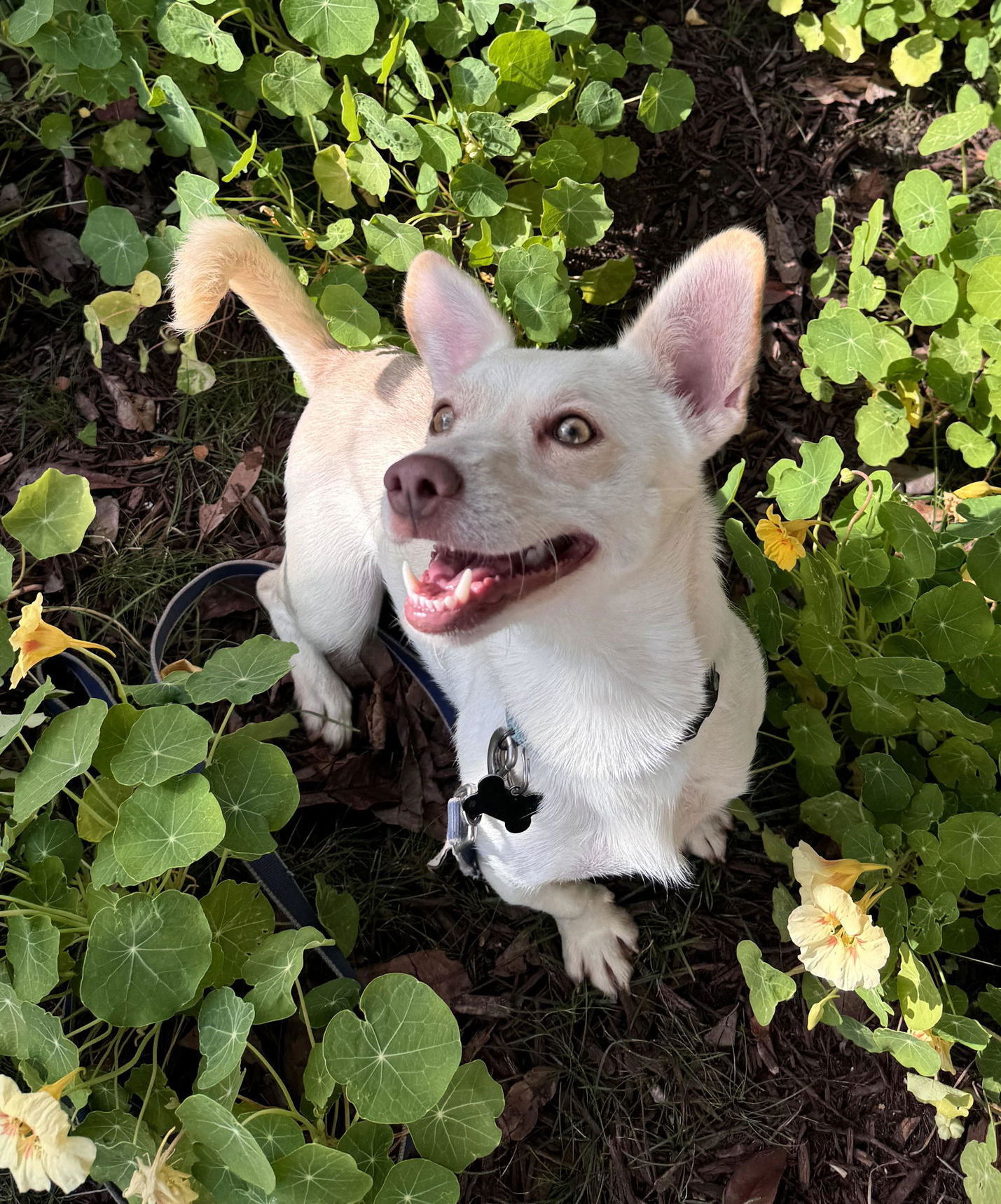 adoptable Dog in Seattle, WA named Lemon