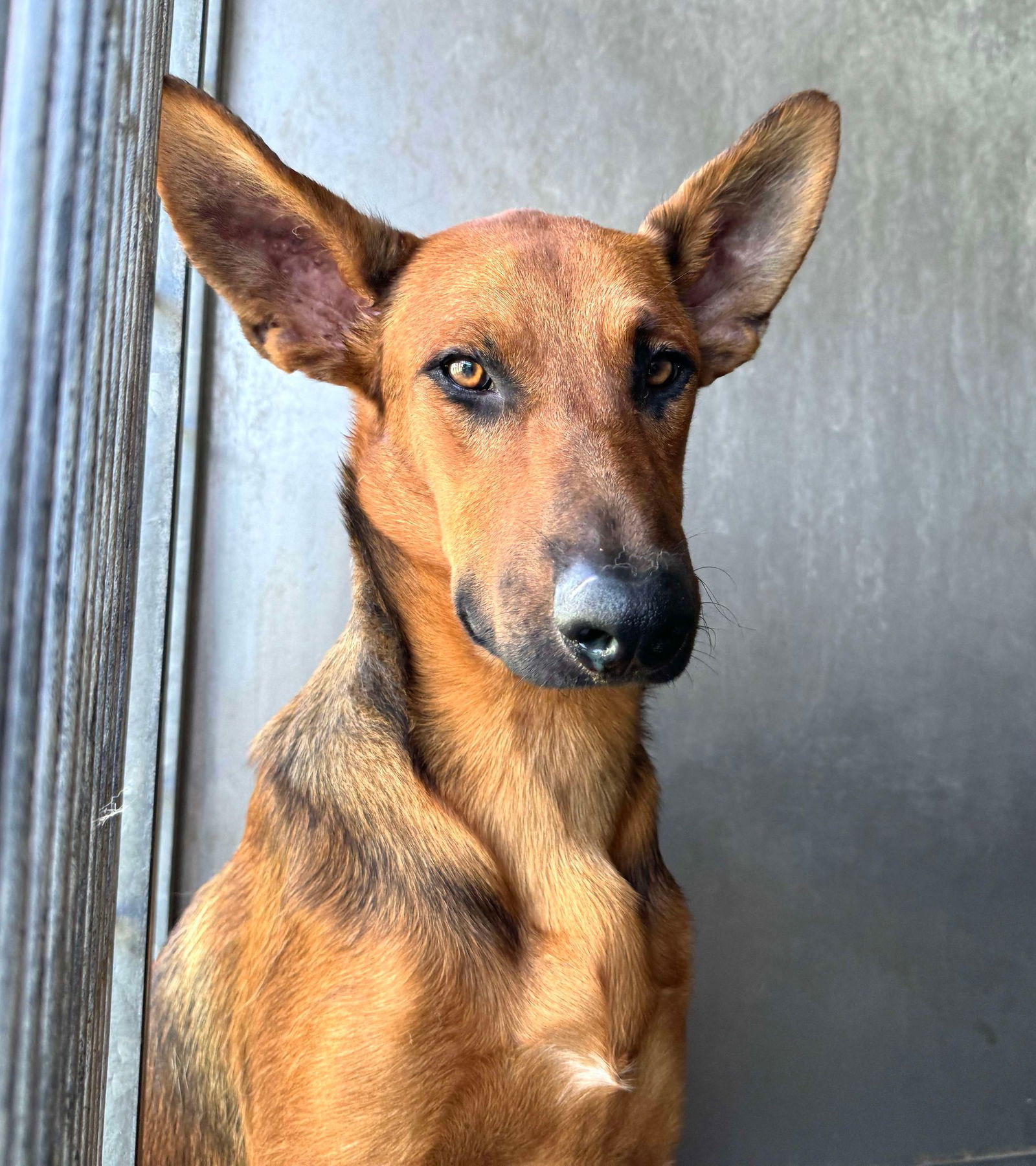 adoptable Dog in Seattle, WA named Aksel