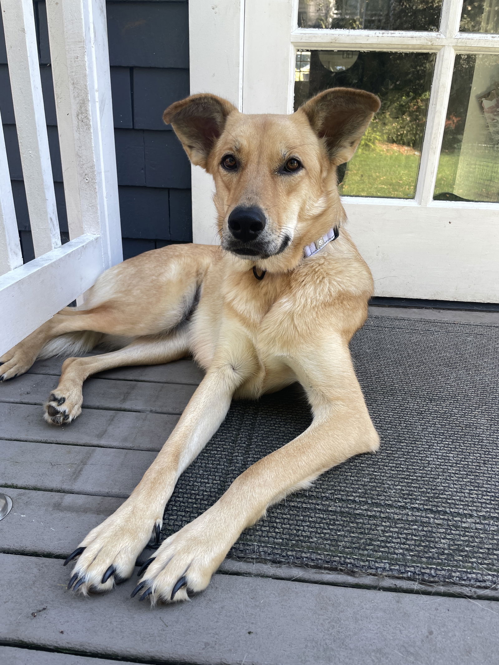 adoptable Dog in Seattle, WA named Mystery