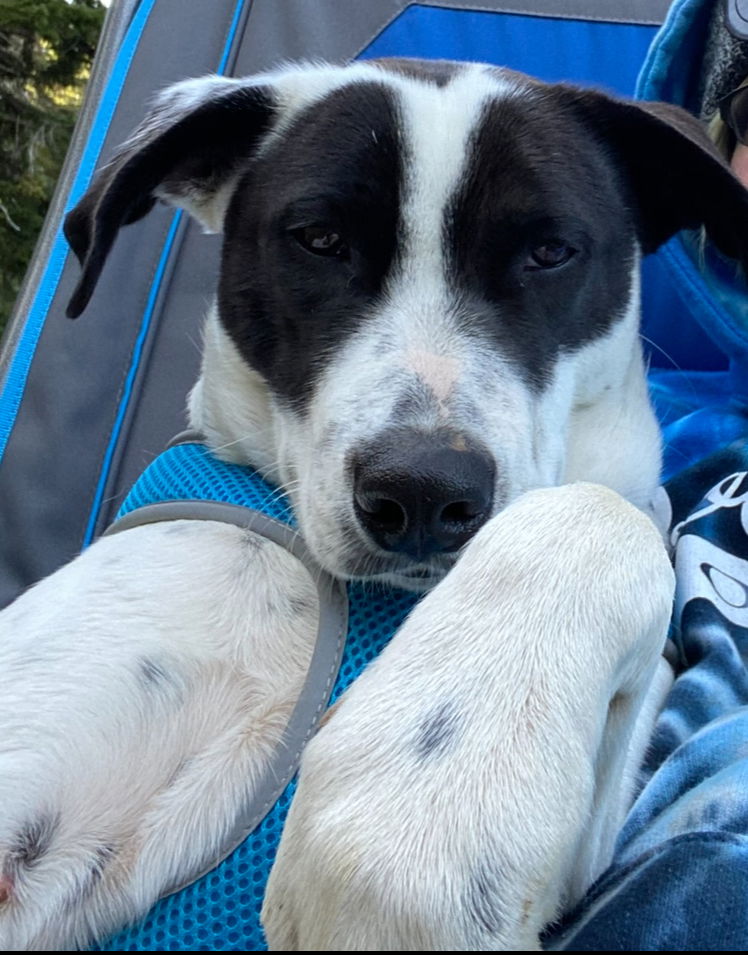 adoptable Dog in Seattle, WA named Oreo