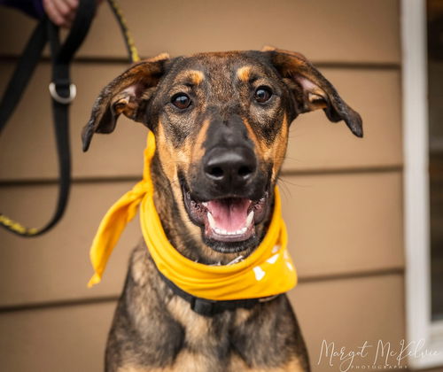 picture of the dog needing adoption