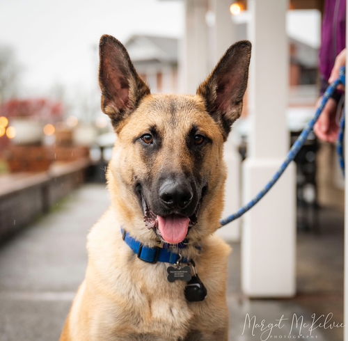 picture of the dog needing adoption