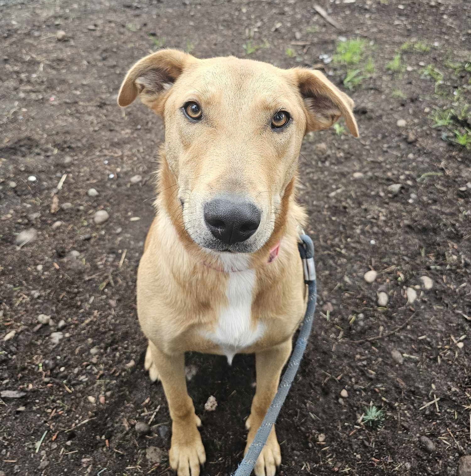 adoptable Dog in Seattle, WA named Sage