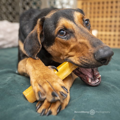 picture of the dog needing adoption