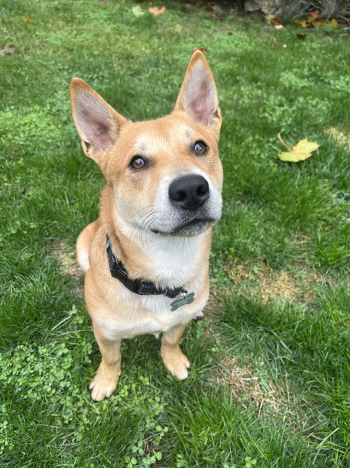 Nelson, an adoptable Cattle Dog in Seattle, WA