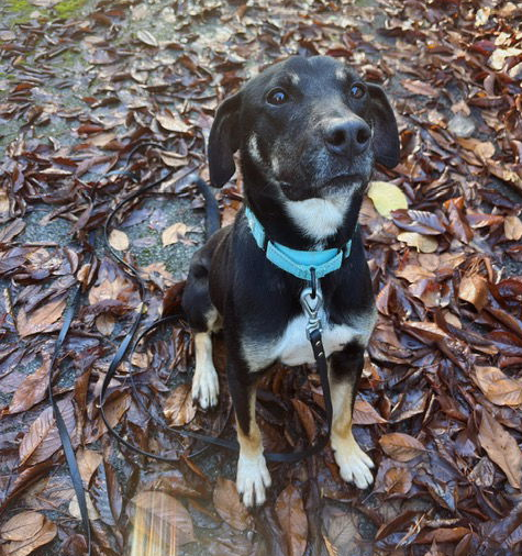 adoptable Dog in Seattle, WA named Mac