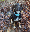 adoptable Dog in  named Mac