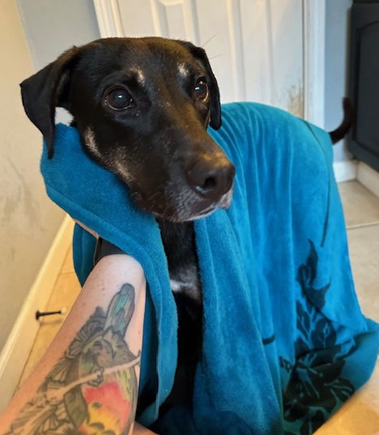 picture of the dog needing adoption