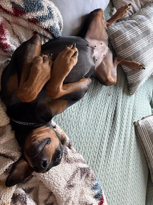TAYLOR - Doberman Pinscher available for adoption