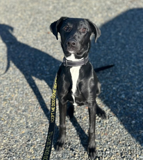 picture of the dog needing adoption