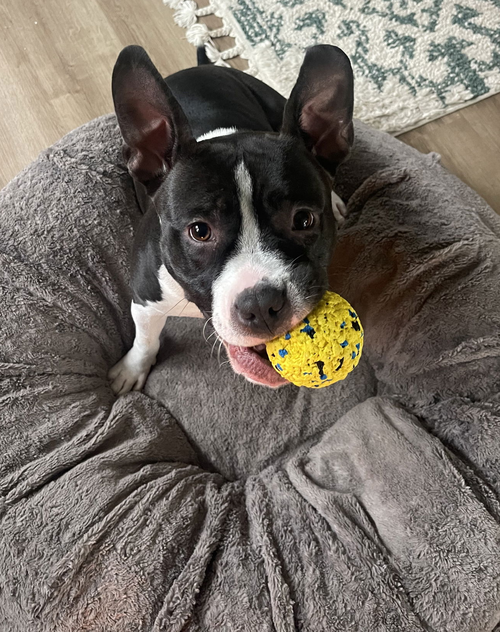 picture of the dog needing adoption