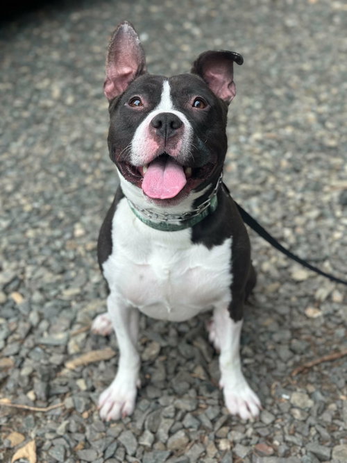Skillet, an adoptable Pit Bull Terrier in Seattle, WA