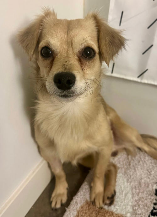 picture of the dog needing adoption