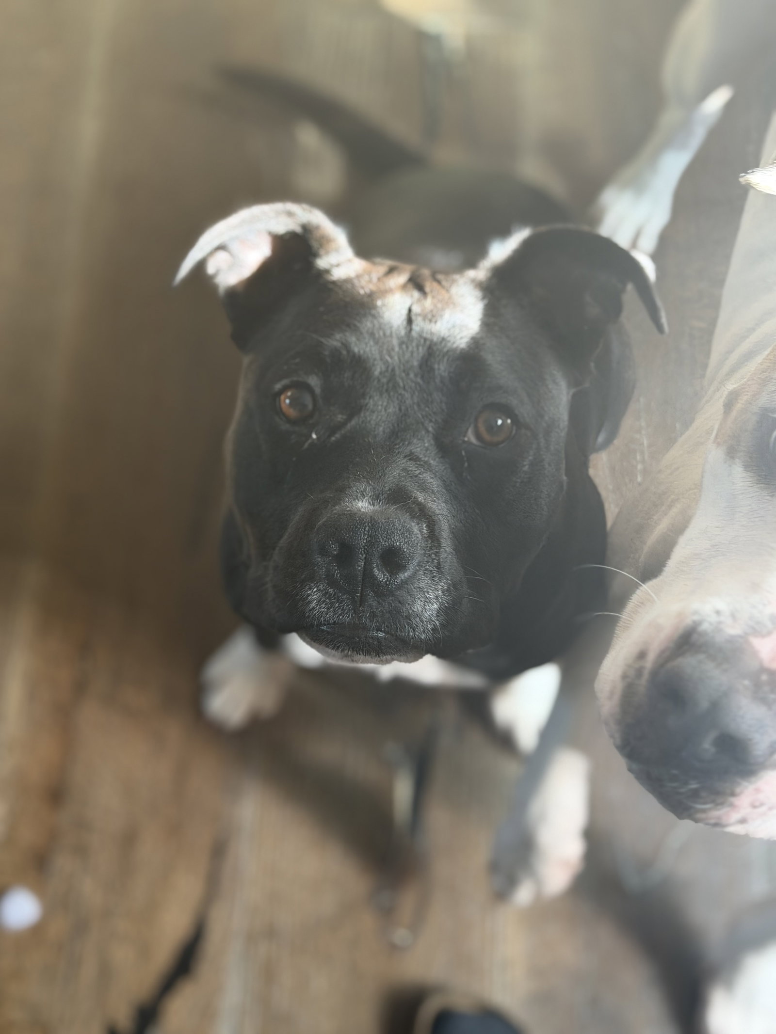 Lucy Image