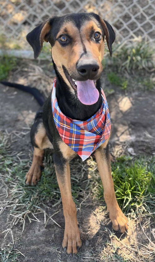 picture of the dog needing adoption