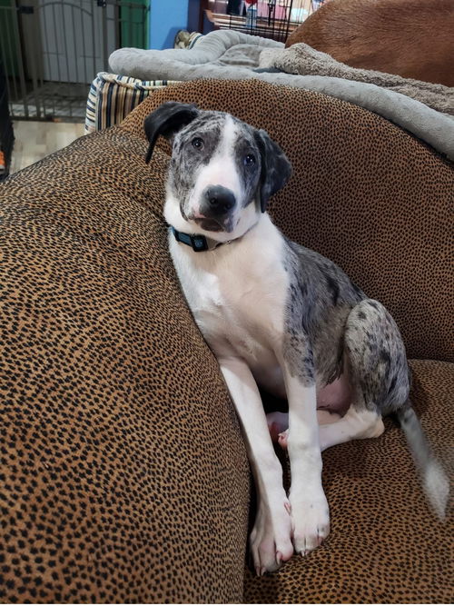 picture of the dog needing adoption