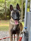 adoptable Dog in  named Felon