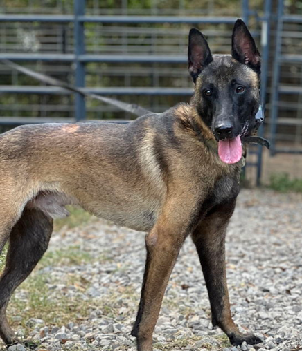FELON - Belgian Shepherd Malinois available for adoption