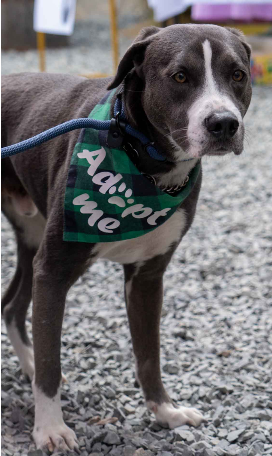 adoptable Dog in Seattle, WA named Beau