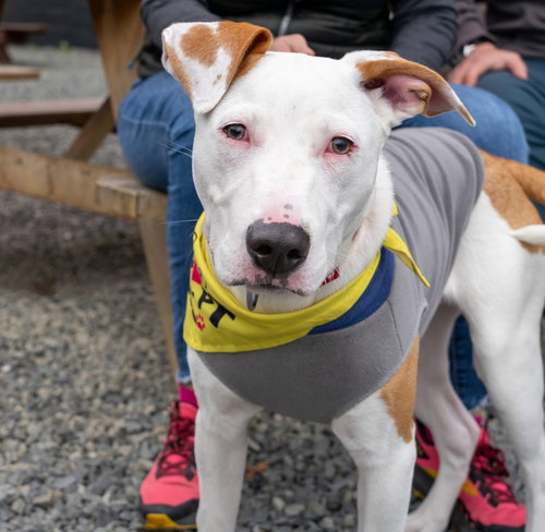 TOAD - Terrier / Cattle Dog available for adoption