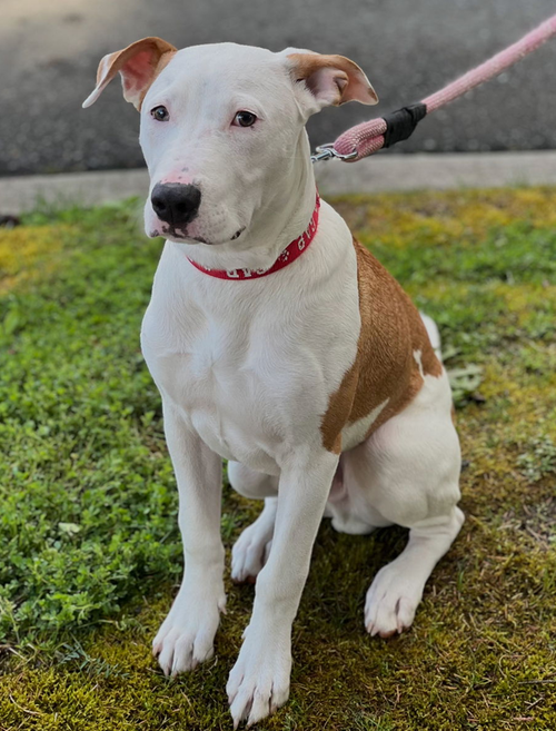 picture of the dog needing adoption