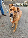 adoptable Dog in Seattle, WA named Buddy