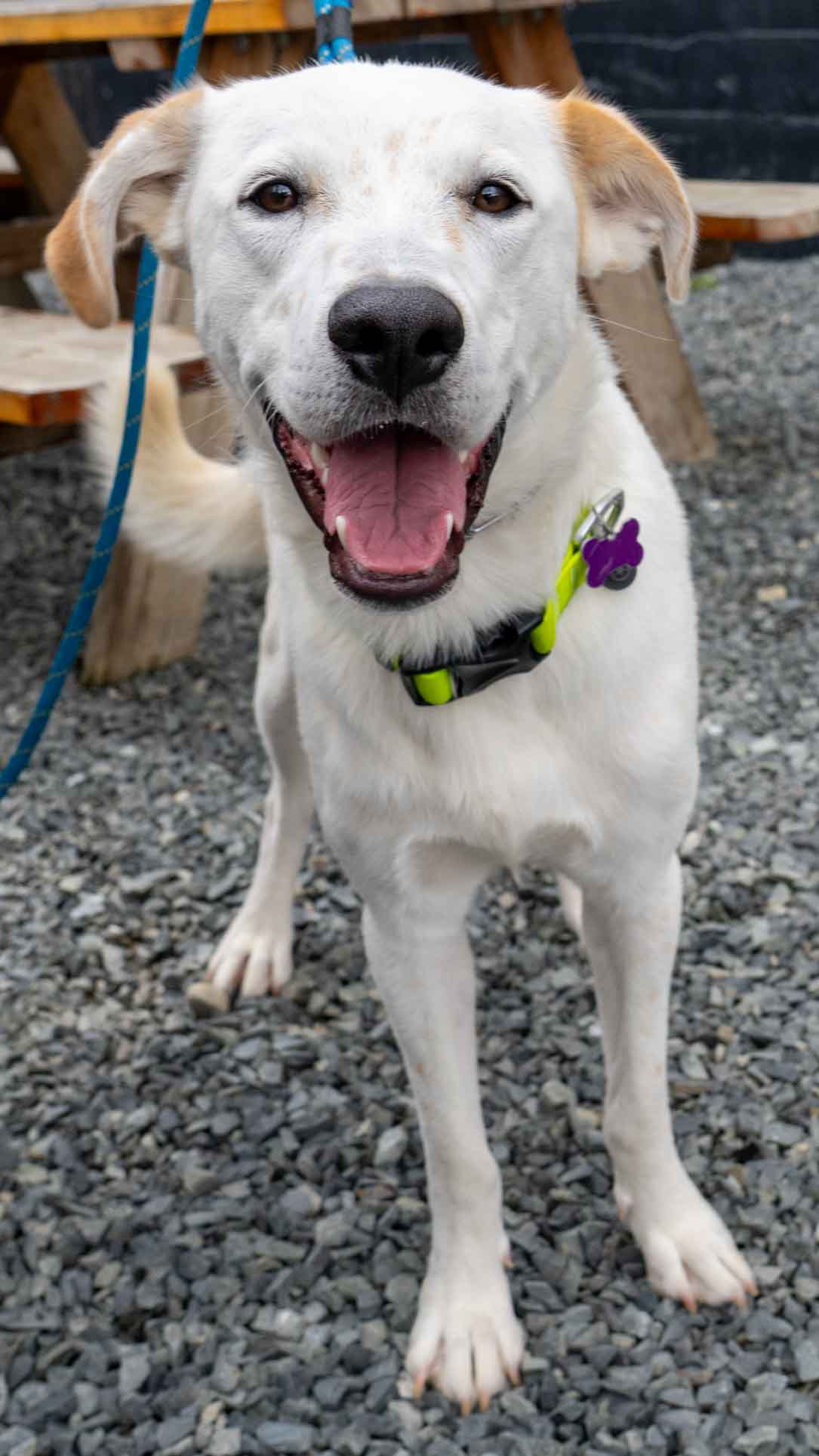 adoptable Dog in Seattle, WA named Eren