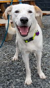 adoptable Dog in  named Eren