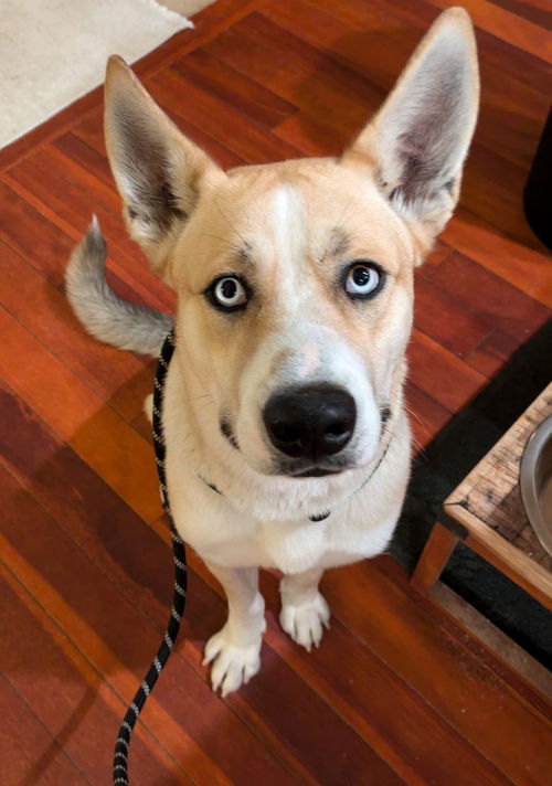picture of the dog needing adoption