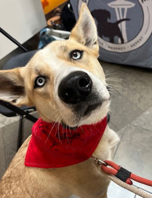 adoptable Dog in Seattle, WA named Astro