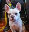 adoptable Dog in Seattle, WA named Biscuit