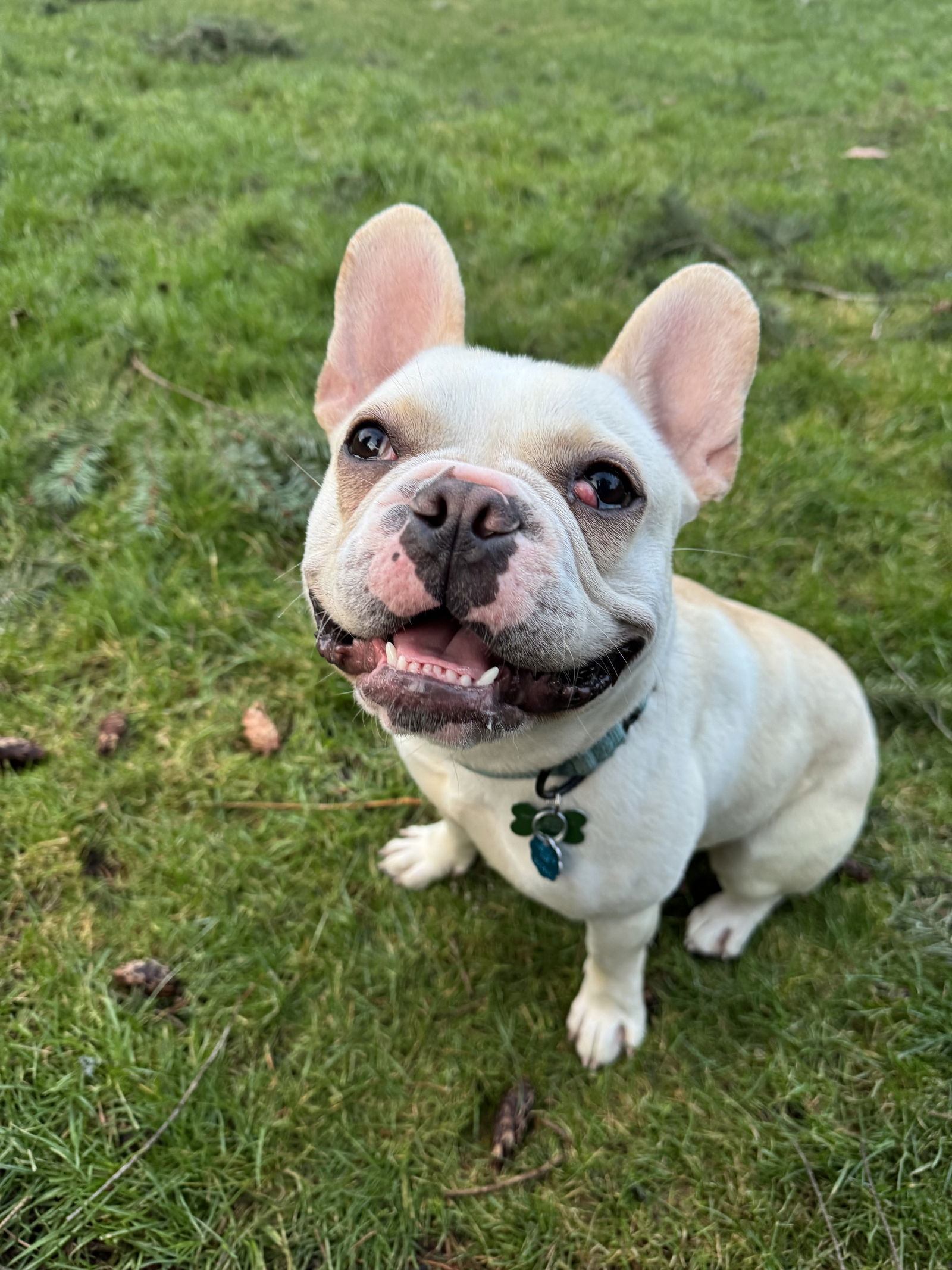 Biscuit