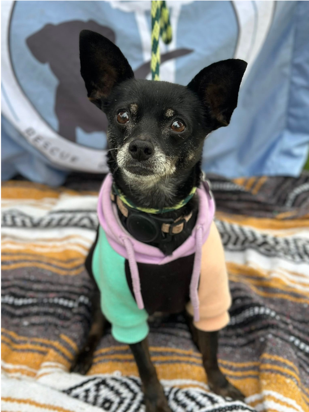 adoptable Dog in Seattle, WA named Maddi
