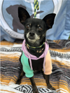 adoptable Dog in  named Maddi