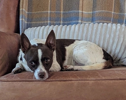 ARAGORN - Chihuahua available for adoption