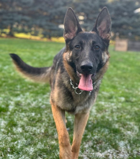 adoptable Dog in Portland, OR named Jazzmin