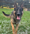 adoptable Dog in , OR named Jazzmin