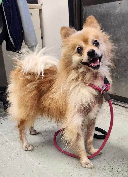 picture of the dog needing adoption